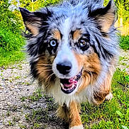 Leika participe au concours pour gagner de l'argent avec cette photo : dog, australian_shepherd, outdoor, nature, greenery, trail, grass, happy, running, animal, pet, fur, ears, tongue, eyes, sunlight, daylight, excited, canine, walking