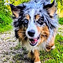 dog, australian_shepherd, outdoor, nature, greenery, trail, grass, happy, running, animal, pet, fur, ears, tongue, eyes, sunlight, daylight, excited, canine, walking