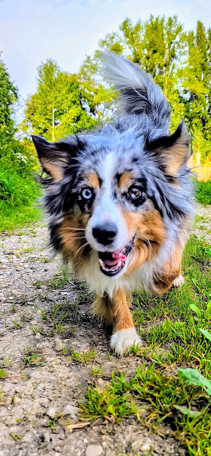 Leika participe au concours pour gagner de l'argent avec cette photo : dog, australian_shepherd, outdoor, nature, greenery, trail, grass, happy, running, animal, pet, fur, ears, tongue, eyes, sunlight, daylight, excited, canine, walking