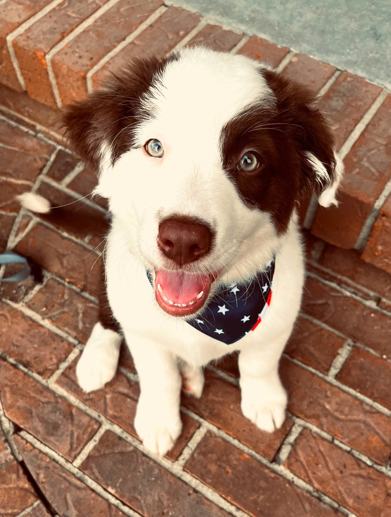 Gus joined the competition — help win amazing prizes! brick, brickwork, canidae, carnivore, companion_dog, dog, dog_breed, dog_supply, fawn, fence, flooring, fur, herding_dog, liver, paw, smile, snout, sporting_group, whiskers, working_animal