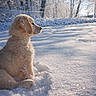 animal, background, cold, cute, daylight, dog, fluffy, frost, golden_retriever, landscape, nature, outdoor, peaceful, pet, puppy, sitting, snow, sunlight, trees, winter