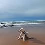 Aslan participe au concours pour gagner de l'argent avec cette photo : dog, puppy, golden_retriever, beach, sand, ocean, waves, sky, cloudy, water, sea, outdoor, animal, pet, scratching, collar, shadow, coast, nature, playful