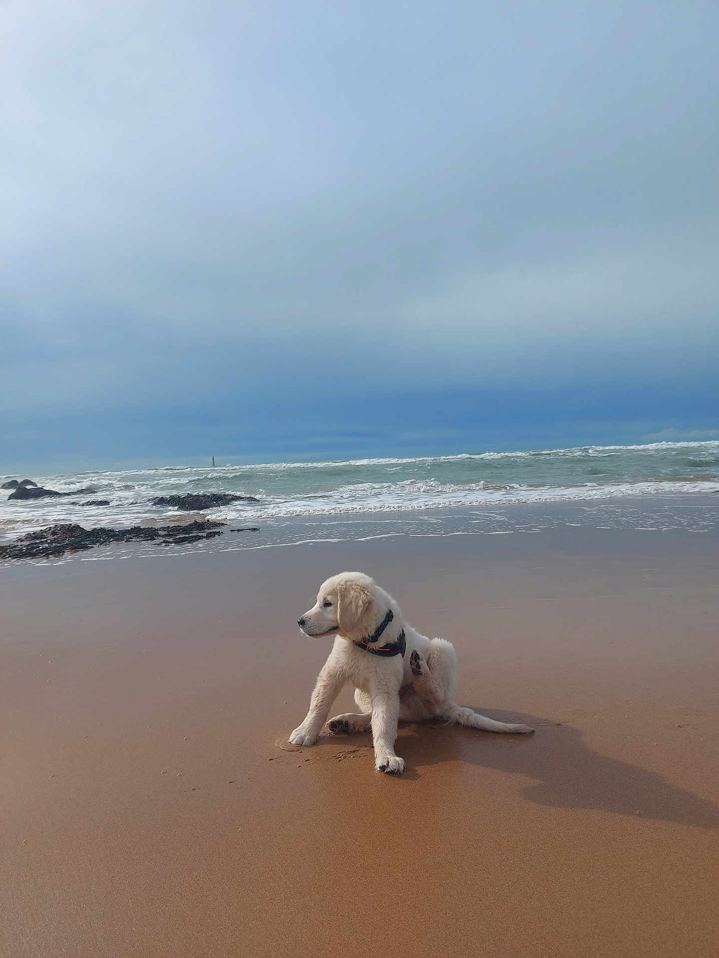 Aslan participe au concours pour gagner de l'argent avec cette photo : dog, puppy, golden_retriever, beach, sand, ocean, waves, sky, cloudy, water, sea, outdoor, animal, pet, scratching, collar, shadow, coast, nature, playful