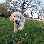Aslan a rejoint le concours — aidez-le/la à gagner de superbes lots ! close_up, collar, dandelion, dog, field, golden_retriever, grass, house, nature, outdoor, park, pet, playful, puppy, sky, spring, tail_wagging, tree, trees, walking