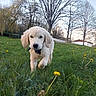 close_up, collar, dandelion, dog, field, golden_retriever, grass, house, nature, outdoor, park, pet, playful, puppy, sky, spring, tail_wagging, tree, trees, walking