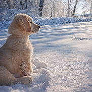 Aslan participe au concours pour gagner de l'argent avec cette photo : puppy, dog, golden_retriever, snow, winter, outdoor, sunlight, nature, animal, fur, cold, forest, trees, pet, cute, young, sitting, landscape, daytime, peaceful