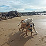 Aslan a rejoint le concours — aidez-le/la à gagner de superbes lots ! beach, brown_dog, cloudy_sky, companionship, dogs, footprints, harness, joyful, ocean, outdoors, paws, pet, playing, portrait, rocks, sand, shadow, shoreline, sunlight, white_dog