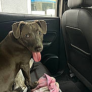 Kas is registered to the contest to win money with this photo: dog, backseat, leather_seat, window, towel, leash, tongue_out, panting, puppy, brown_coat, ears, eyes, nose, vehicle_interior, door_panel, head, seat, floor, pet, happy