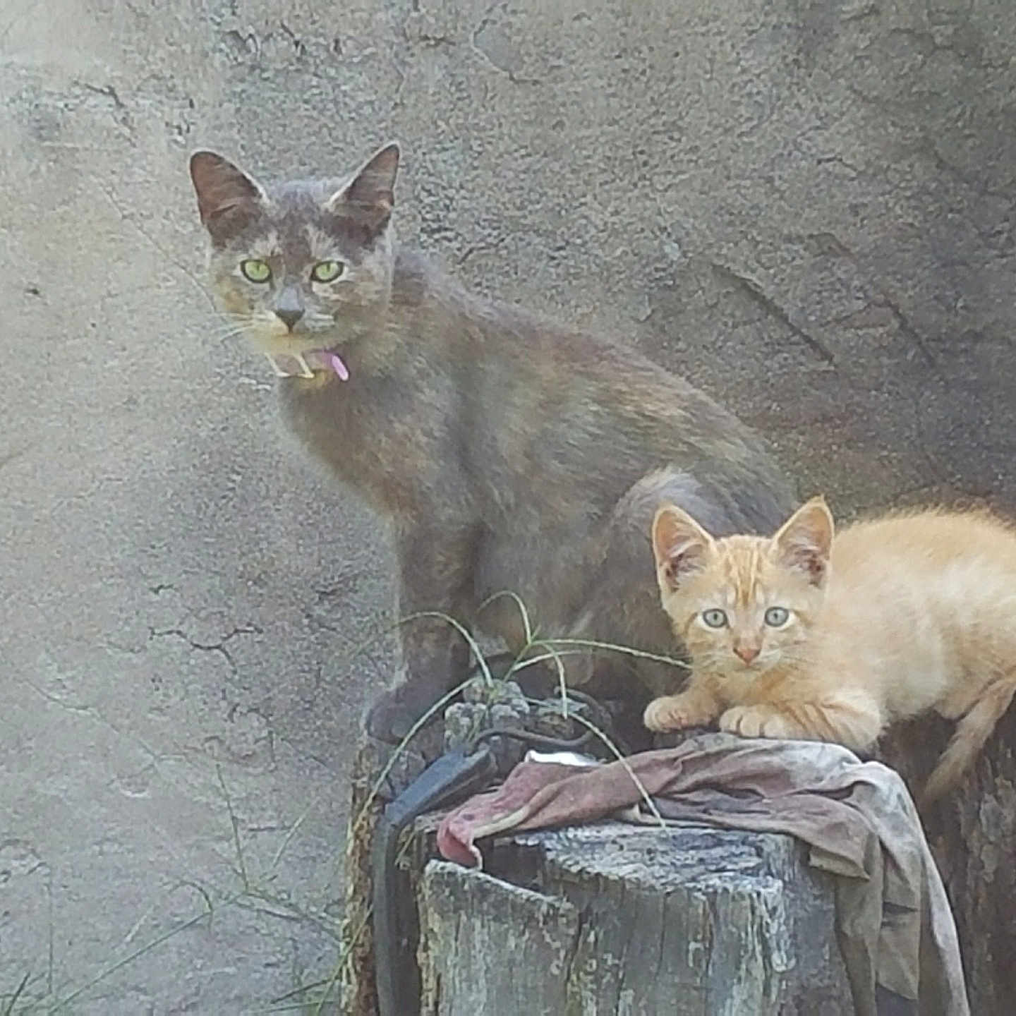 Sadie May is registered to the contest to win money with this photo: abyssinian, alloywheel, angora, animal, car, carwheel, cat, kitten, machine, manx, pet, plant, pottedplant, rock, siamese, slate, spoke, tree, treestump, wood