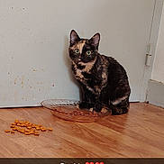 Saphir participe au concours pour gagner de l'argent avec cette photo : cat, tortoiseshell_cat, pet, food_plate, wooden_floor, door, indoor, animal, feline, curious, sitting, looking_at_camera, scratched_door, cat_food, floor, domestic_animal, cute, small, young_cat, companionship