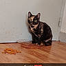 animal, cat, cat_food, companionship, curious, cute, domestic_animal, door, feline, floor, food_plate, indoor, looking_at_camera, pet, scratched_door, sitting, small, tortoiseshell_cat, wooden_floor, young_cat