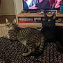 alert, bedroom, black_cat, blanket, cabinet, cat, cozy, curious, domestic_animal, electronics, furniture, indoor, pattern, people_on_tv, pet, room, sitting, smiling_people, tabby_cat, television