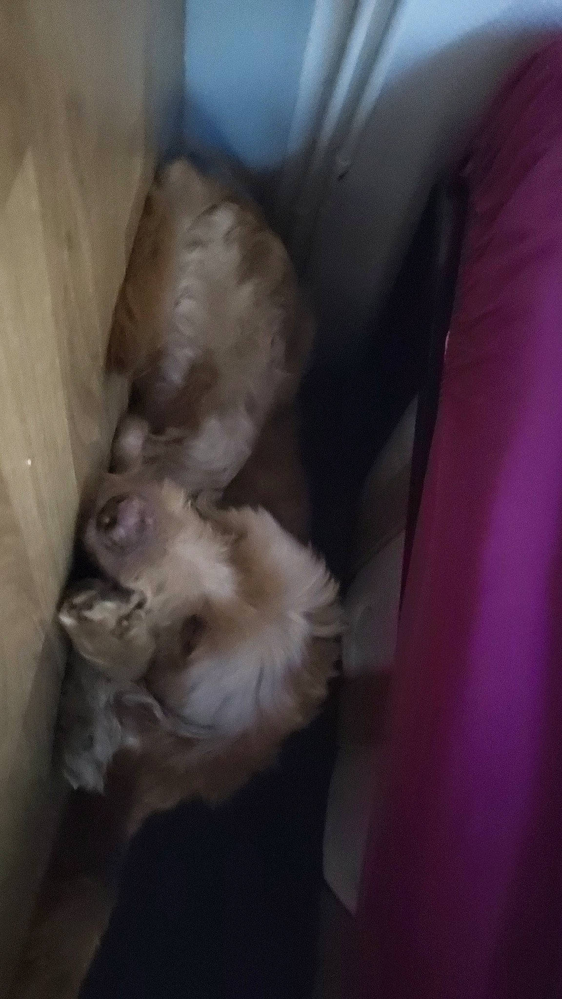 Diablo a rejoint le concours — aidez-le/la à gagner de superbes lots ! canidae, carnivore, comfort, companion_dog, dog, dog_breed, fawn, felidae, flooring, fur, hardwood, non_sporting_group, small_to_medium_sized_cats, sporting_group, tail, toy_dog, whiskers, working_animal