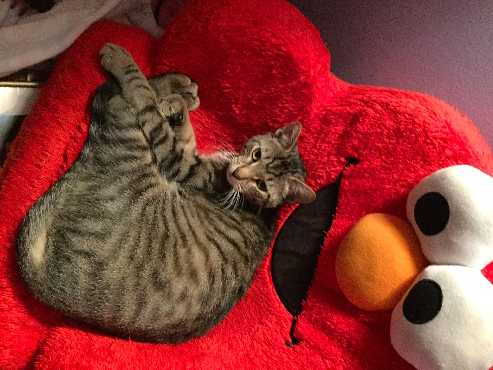 Aladdin joined the competition — help win amazing prizes! carmine, carnivore, cat, cat_supply, cat_toy, comfort, domestic_short_haired_cat, felidae, fur, grey, mammal, orange, plush, small_to_medium_sized_cats, stuffed_toy, tail, textile, toy, vertebrate, whiskers