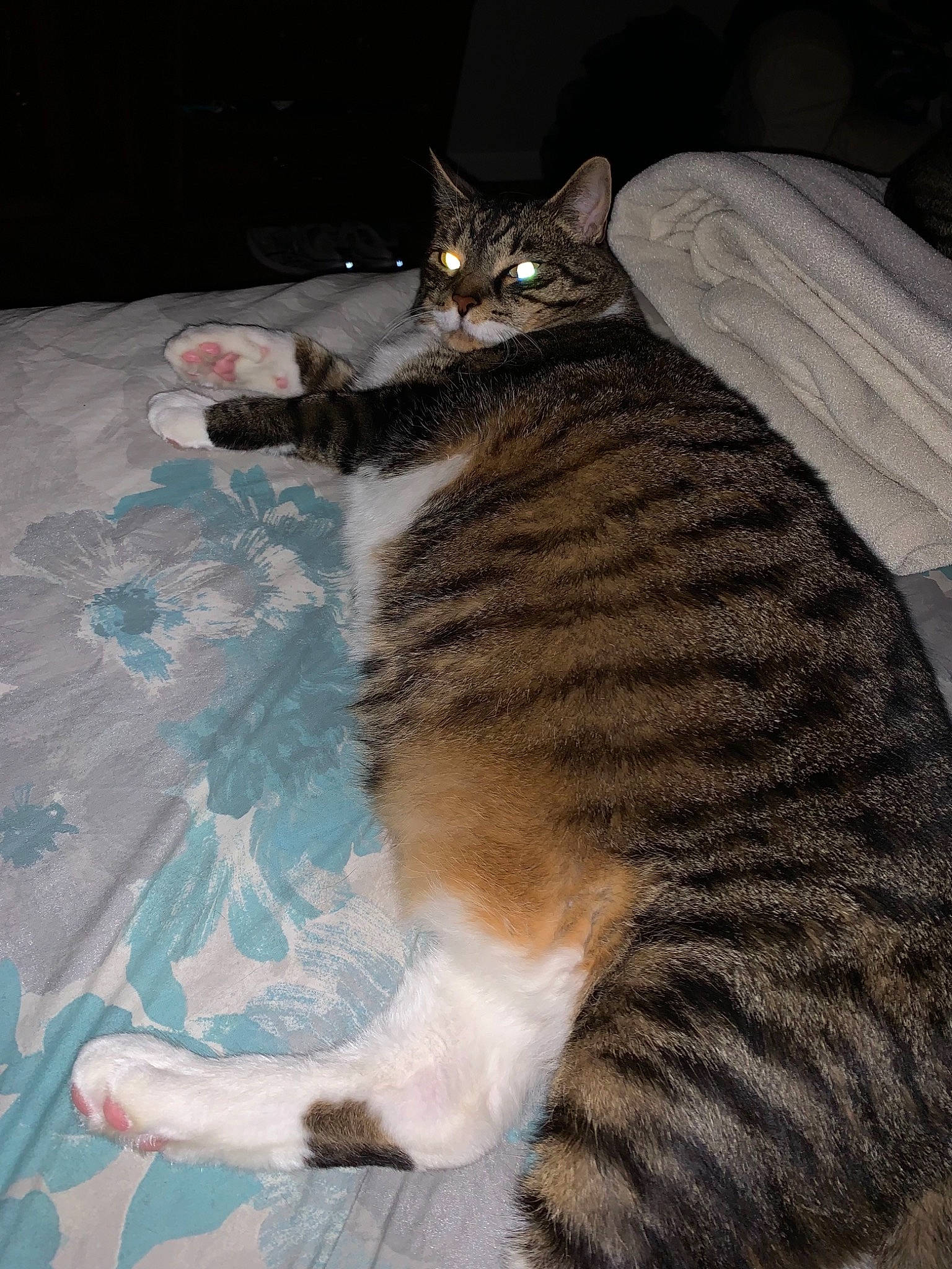 Abu is registered to the contest to win money with this photo: carnivore, cat, claw, comfort, domestic_short_haired_cat, felidae, flooring, foot, fur, paw, sitting, small_to_medium_sized_cats, snout, tail, terrestrial_animal, whiskers, wildlife