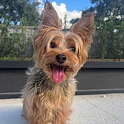 Tini joined the competition — help win amazing prizes! animal, blue_sky, canine, cute, daytime, dog, ears_up, fence, fluffy_fur, ground, happy, nature, outdoor, pet, portrait, small_dog, smiling, sunlight, tongue_out, trees