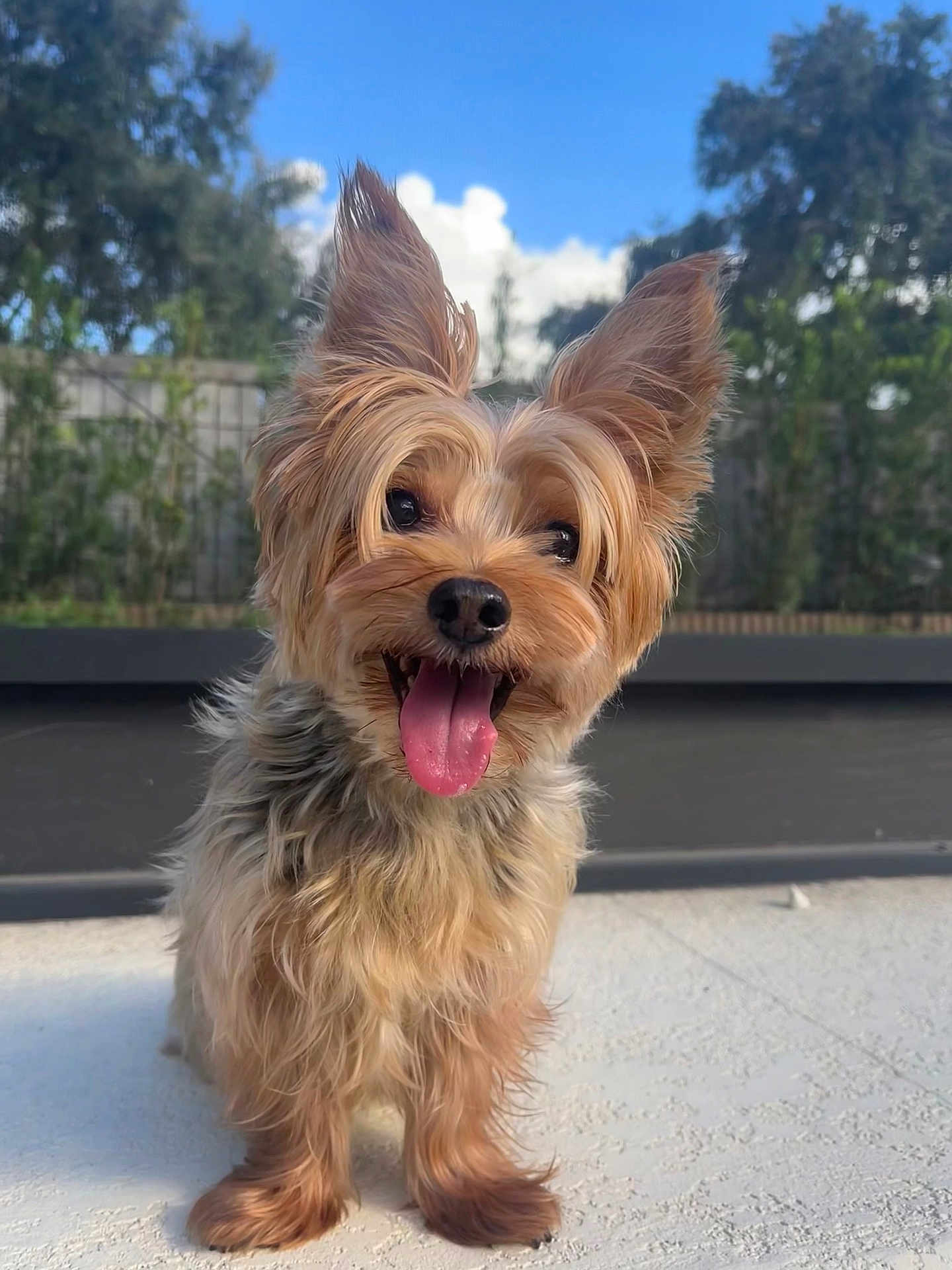 Tini