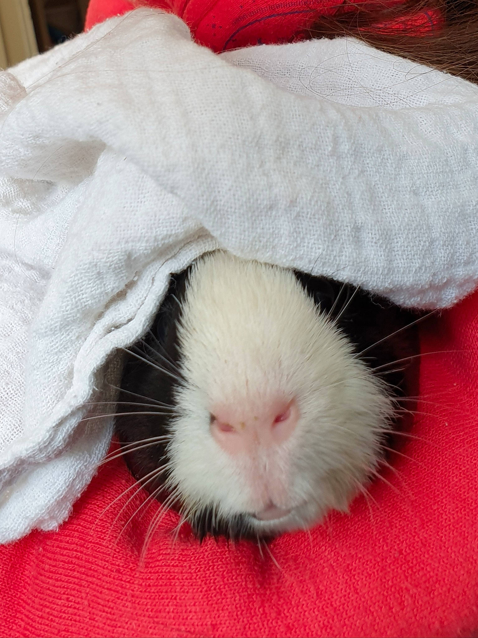 Gourmande participe au concours pour gagner de l'argent avec cette photo : fur, guinea_pig, hamster, rat, rodent, snout, whiskers