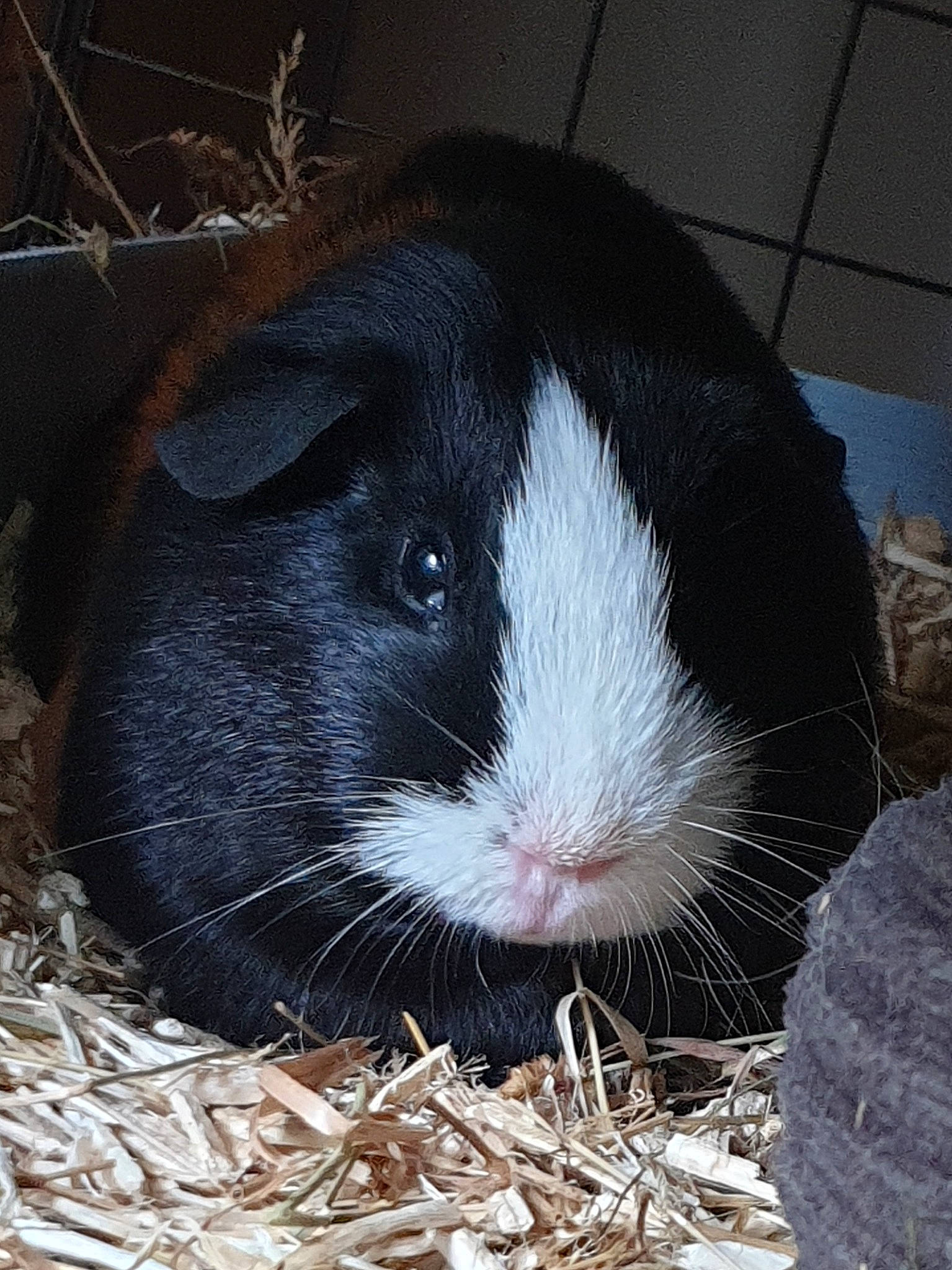 Gourmande participe au concours pour gagner de l'argent avec cette photo : animal_shelter, fawn, grass, guinea_pig, mammal, rabbit, rodent, snout, vertebrate, whiskers