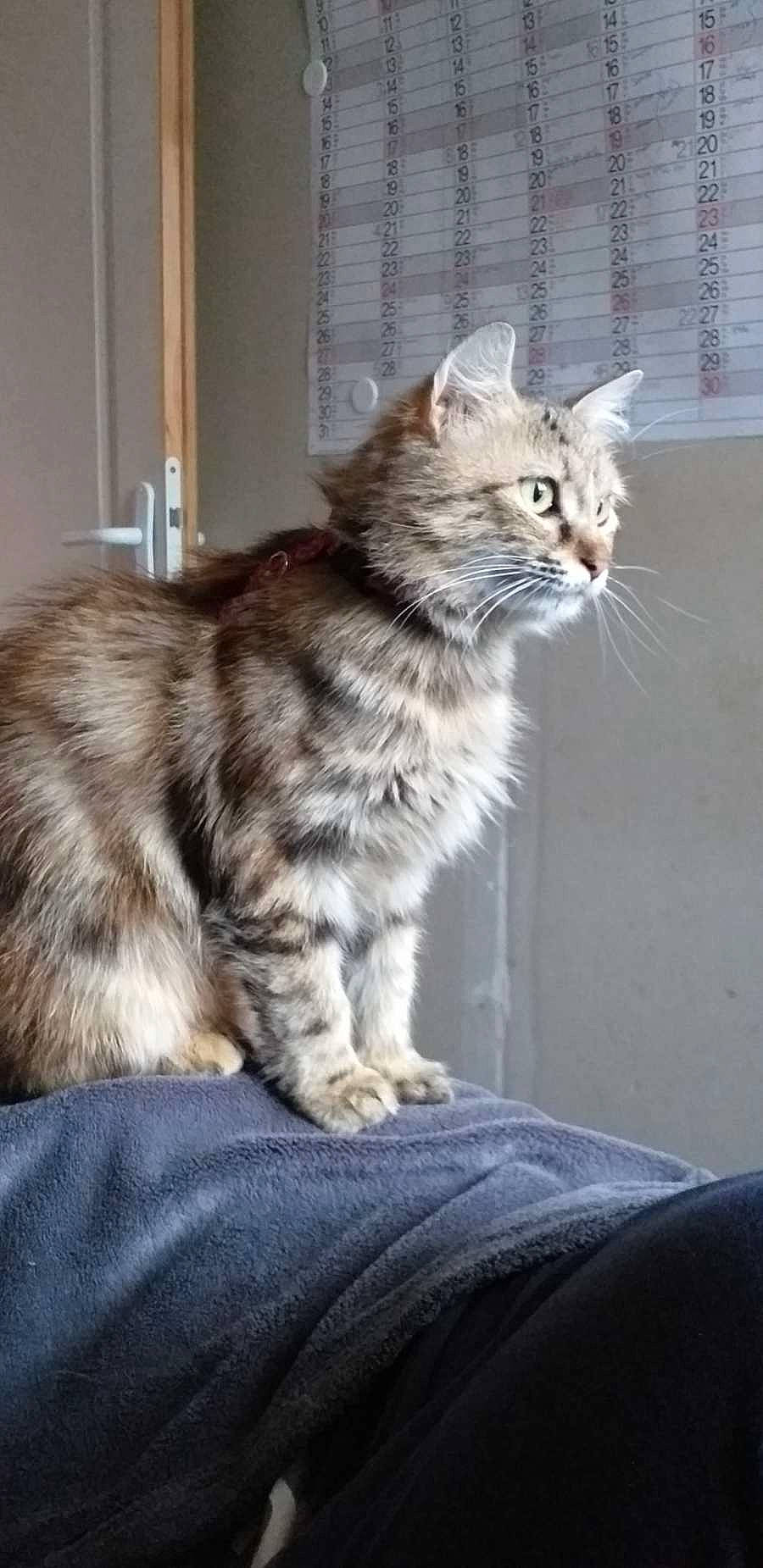 Feline a rejoint le concours — aidez-le/la à gagner de superbes lots ! carnivore, cat, claw, domestic_short_haired_cat, fawn, felidae, fur, maine_coon, paw, small_to_medium_sized_cats, snout, tail, terrestrial_animal, whiskers, window