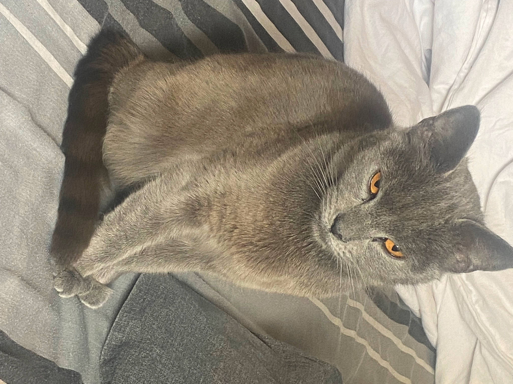 Blue joined the competition — help win amazing prizes! carnivore, cat, cat_supply, comfort, domestic_short_haired_cat, felidae, fur, grey, russian_blue, small_to_medium_sized_cats, snout, tail, terrestrial_animal, whiskers, window