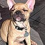 dog, puppy, french_bulldog, tan, sitting, collar, tag, ears, closed_eyes, sunlight, floor, tile, pet, cute, animal, domestic_animal, young, small_dog, adorable, relaxed