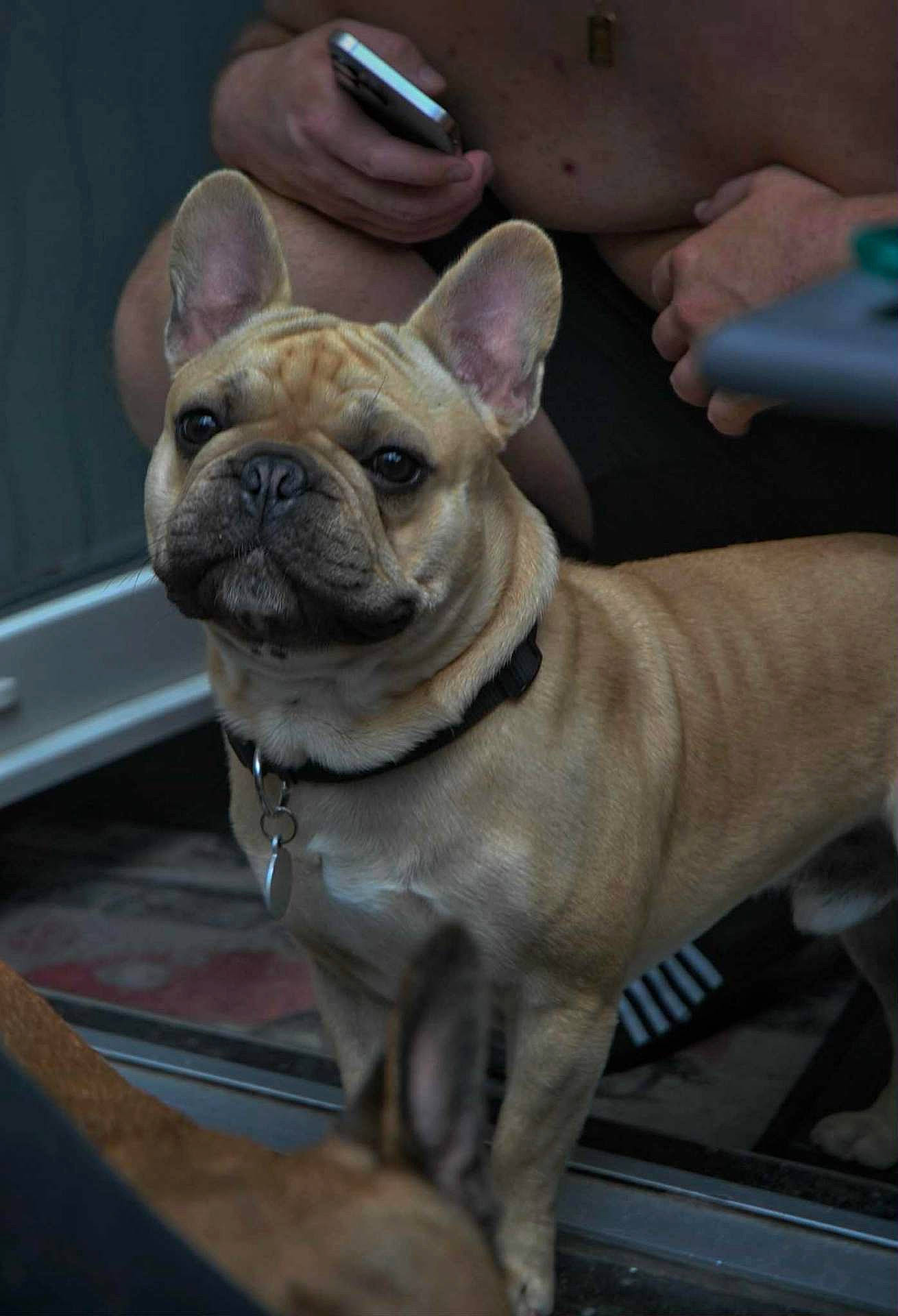 Voltaire a rejoint le concours — aidez-le/la à gagner de superbes lots ! alert, animal, background, brown, collar, companion, dog, ears, face, floor, french_bulldog, fur, glass, hand, indoor, person, pet, reflection, smartphone, tag