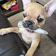 Voltaire a rejoint le concours — aidez-le/la à gagner de superbes lots ! puppy, dog, french_bulldog, pet, indoor, chew_toy, leather_couch, wood_floor, ears, paw, cute, playful, animal, young_dog, close_up, brown, small_dog, living_room, toy, alert
