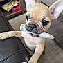 puppy, dog, french_bulldog, pet, indoor, chew_toy, leather_couch, wood_floor, ears, paw, cute, playful, animal, young_dog, close_up, brown, small_dog, living_room, toy, alert