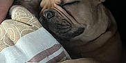 Voltaire participe au concours pour gagner de l'argent avec cette photo : animal, bed, blanket, closeup, cozy, cute, dog, domestic_animal, ear, face, french_bulldog, fur, indoor, napping, paw, pet, relaxation, rest, sleeping, snug
