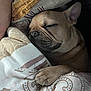 animal, bed, blanket, closeup, cozy, cute, dog, domestic_animal, ear, face, french_bulldog, fur, indoor, napping, paw, pet, relaxation, rest, sleeping, snug