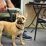 french_bulldog, dog, pet, animal, canine, outdoor, patio, person, sitting, chair, table, floor, tile, footwear, clothing, collar, leash, ear, face, alert