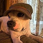 Kid is registered to the contest to win money with this photo: dog, canine, pet, hat, cap, indoor, couch, furniture, curtains, relaxed, closeup, brown, white, portrait, animal, domestic_animal, fur, snout, paw, resting