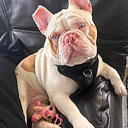 Chunky is registered to the contest to win money with this photo: dog, french_bulldog, pet, animal, blue_eyes, white_fur, brown_spots, black_harness, leather_couch, plush_toy, pink_toy, paw, ears, nose, sitting, indoors, cute, portrait, relaxed, companion