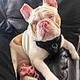 dog, french_bulldog, pet, animal, blue_eyes, white_fur, brown_spots, black_harness, leather_couch, plush_toy, pink_toy, paw, ears, nose, sitting, indoors, cute, portrait, relaxed, companion