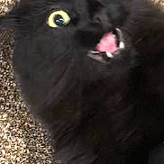 Angry Cliff is registered to the contest to win money with this photo: black_cat, cat, pet, animal, fur, wide_eyes, mouth_open, carpet, indoor, startled, close_up, whiskers, cute, feline, expression, playful, domestic_animal, alert, yellow_eyes, surprised