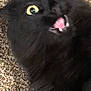 black_cat, cat, pet, animal, fur, wide_eyes, mouth_open, carpet, indoor, startled, close_up, whiskers, cute, feline, expression, playful, domestic_animal, alert, yellow_eyes, surprised