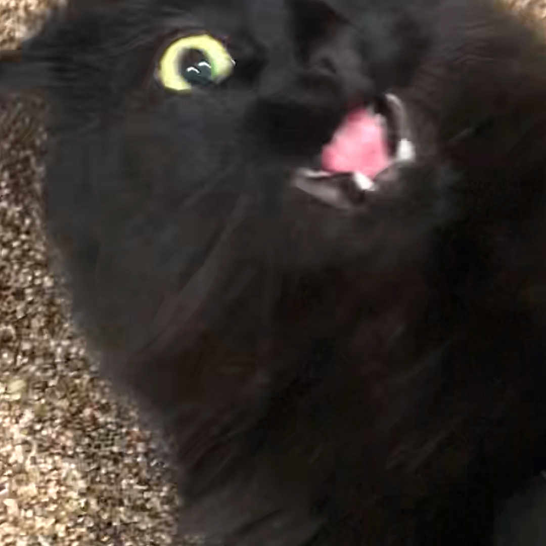 Angry Cliff is registered to the contest to win money with this photo: alert, animal, black_cat, carpet, cat, close_up, cute, domestic_animal, expression, feline, fur, indoor, mouth_open, pet, playful, startled, surprised, whiskers, wide_eyes, yellow_eyes