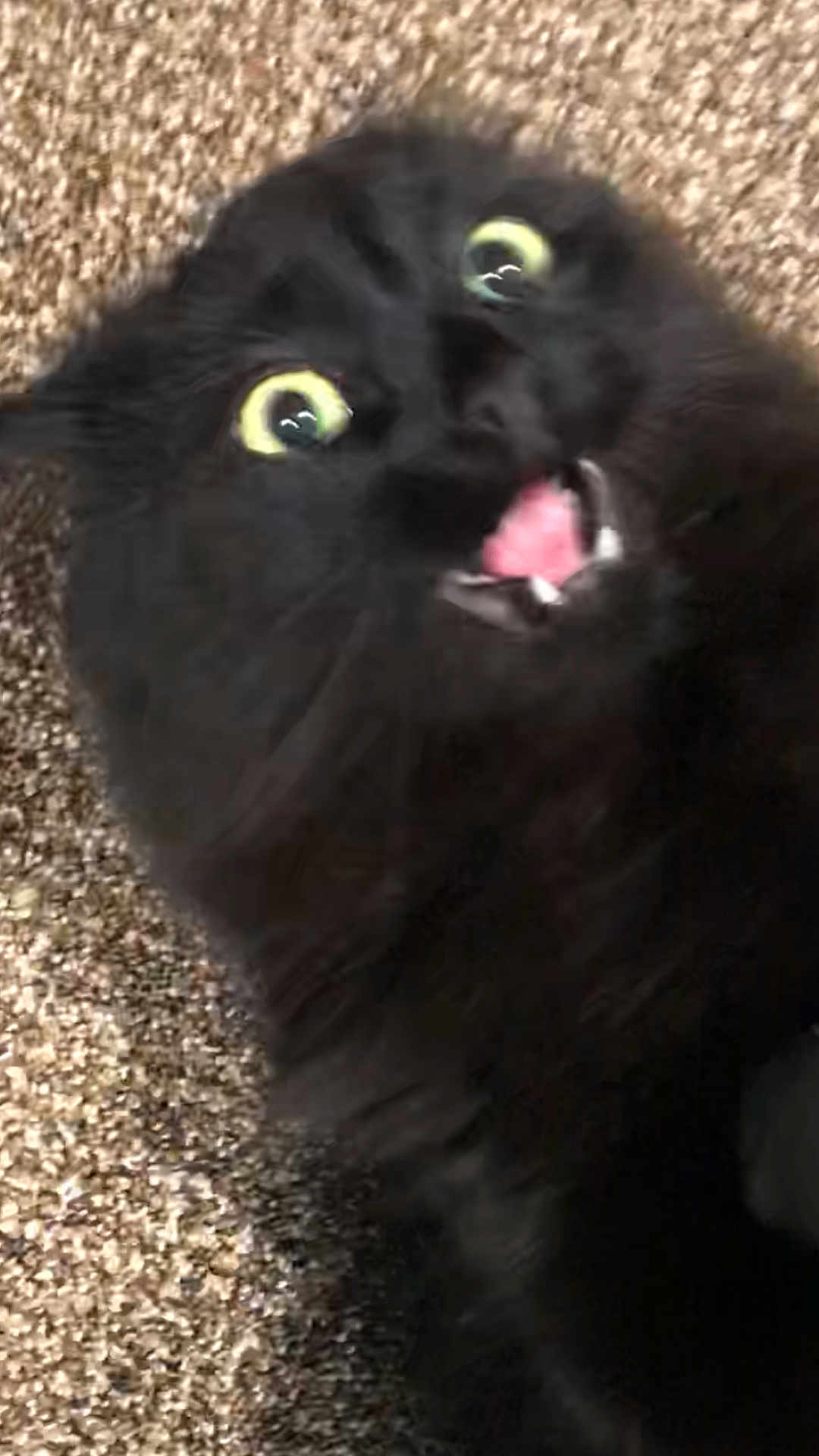 Angry Cliff is registered to the contest to win money with this photo: black_cat, cat, pet, animal, fur, wide_eyes, mouth_open, carpet, indoor, startled, close_up, whiskers, cute, feline, expression, playful, domestic_animal, alert, yellow_eyes, surprised