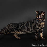Xena a rejoint le concours — aidez-le/la à gagner de superbes lots ! cat, bengal_cat, animal, pet, feline, spotted_fur, amber_eyes, whiskers, tail, standing, looking_away, dark_background, studio_photo, domestic_cat, fur_pattern, alert, four_legs, mammal, portrait, side_view
