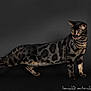 cat, bengal_cat, animal, pet, feline, spotted_fur, amber_eyes, whiskers, tail, standing, looking_away, dark_background, studio_photo, domestic_cat, fur_pattern, alert, four_legs, mammal, portrait, side_view