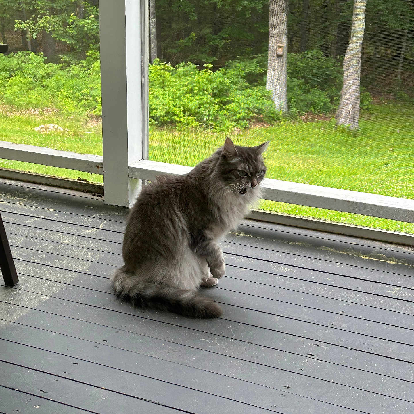 Jack joined the competition — help win amazing prizes! animal, bushes, cat, daylight, fluffy_cat, fur, gray_cat, greenery, nature, outdoor, pet, porch, quiet, screened_window, sitting, tail, trees, whiskers, white_cat, wooden_floor