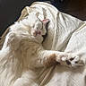 Rhoads is registered to the contest to win money with this photo: cat, white_cat, fluffy, sleeping, relaxed, cute, pet, animal, indoor, bed, bedding, white_fur, pink_nose, closed_eyes, whiskers, paws, lying_down, cozy, soft_light, portrait