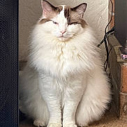 Rhoads joined the competition — help win amazing prizes! cat, fluffy_cat, long_hair, white_fur, brown_markings, blue_eyes, sitting, front_view, sleepy, calm, indoors, pet, whiskers, pointed_ears, pink_nose, full_body, carpet, speaker, cables, blue_bowl
