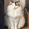cat, fluffy_cat, long_hair, white_fur, brown_markings, blue_eyes, sitting, front_view, sleepy, calm, indoors, pet, whiskers, pointed_ears, pink_nose, full_body, carpet, speaker, cables, blue_bowl