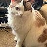 cat, fluffy, color_point, white_fur, brown_markings, blue_eyes, whiskers, ears, pet, animal, sitting, portrait, indoors, carpet, office_chair, cables, home, closeup, fur, looking_at_camera