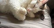 Rhoads joined the competition — help win amazing prizes! cats, felines, sleeping, cuddling, fluffy, white_fur, calico, pink_nose, closed_eyes, whiskers, paws, bed, bedding, indoors, cozy, sunlight, relaxed, pet, animal_portrait, resting