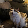 Rhoads is registered to the contest to win money with this photo: cat, calico_cat, fluffy, pet, animal, sitting, meowing, open_mouth, whiskers, ears, eyes, white_fur, brown_patches, black_patches, couch, sofa, pillows, blanket, indoors, cozy