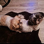 Gismo Nina a rejoint le concours — aidez-le/la à gagner de superbes lots ! dog, small_dog, pet, lying_down, resting, fur, brown_and_white, black_and_white, wooden_floor, rug, indoors, companion, cute, animal, domestic_animal, two_animals, flooring, cozy, relaxed, sleeping