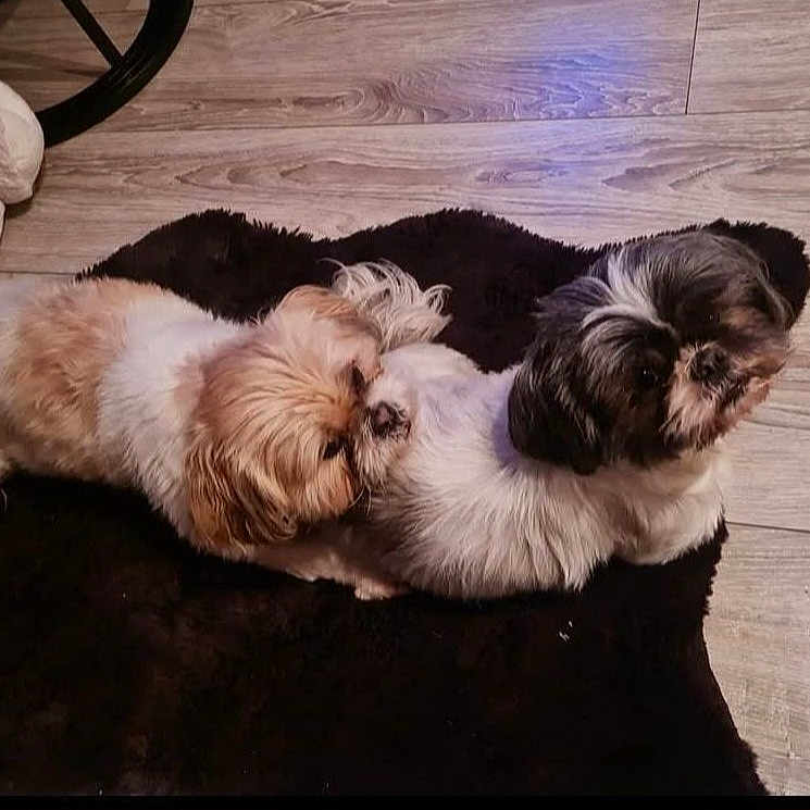 Gismo Nina